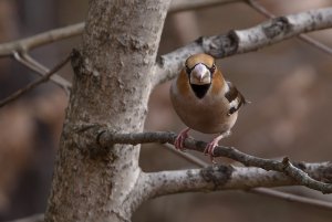 Hawfinch glare