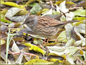 Dunnock