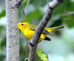 Wilson's Warbler