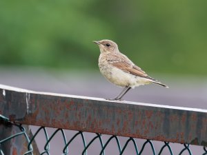 Young wheatear
