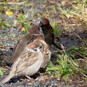 Tree sparrow feeding time