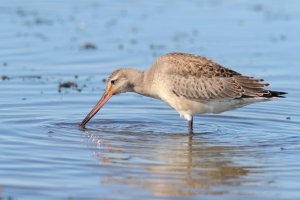 Hudsonian Godwit