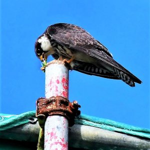 Amur falcon (FIM)