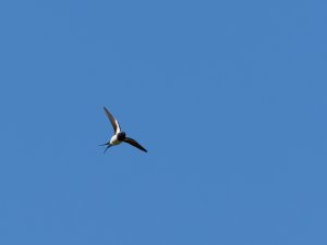 Barn swallow in flight