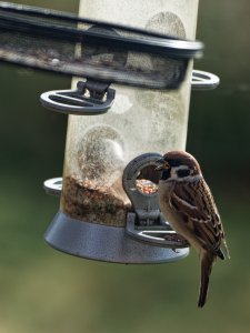 Tree sparrow at a feeder