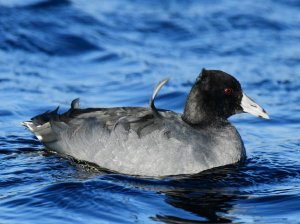 American Coot