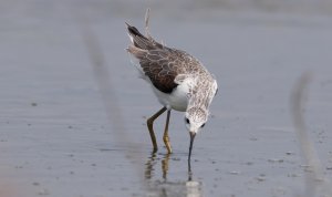 Marsh sandpiper