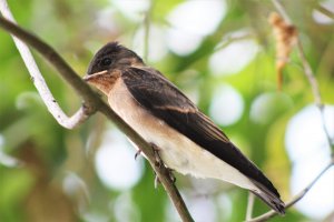 Southern Rough - winged Swallow    (juvenile) .JPG