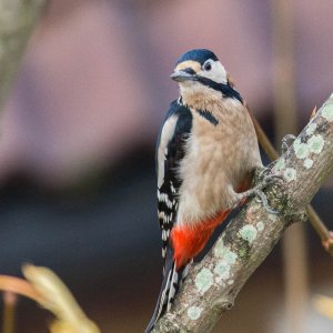 Great Spotted Woodpecker (female)