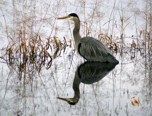 blue-heron.jpg