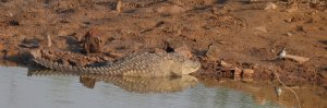 Marsh Crocodile with wader