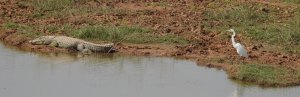 Marsh Crocodile with Egret