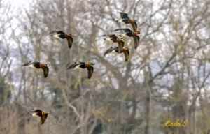 Red breasted goose