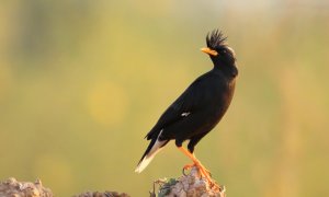 Great Myna or White-vented Myna