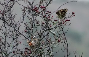 Redwings being buffeted by Storm Barra