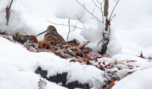 Eurasian Woodcock