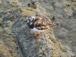 Turnstone in portugal from this summer