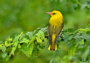 Golden Oriole