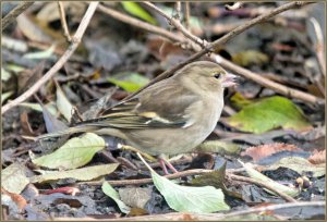 Chaffinch