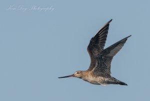 Bar-tailed Godwit