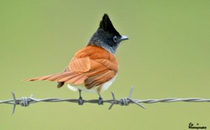 Indian Paradise Flycatcher  - Female