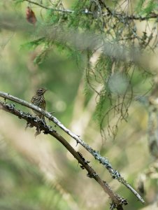 Tree pipit