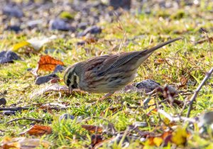 Cirl Bunting.jpg