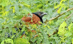 Coucal