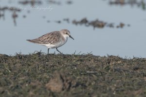 Red-necked Stint ( non breeding )