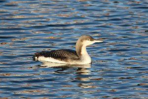 Black-throated Diver