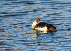 Black-throated Diver