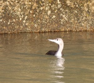 Red-throated Diver