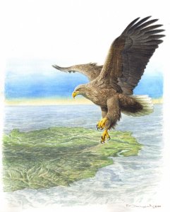 White tailed Sea eagle