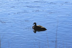 Canada Goose on MS-2