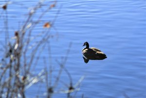 Canada Goose on MS-1