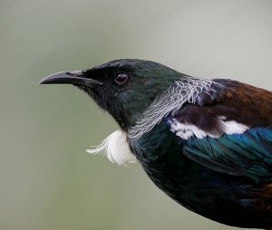 Tui profile