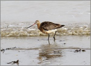 Bar-tailed Godwit