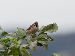 Tree sparrow