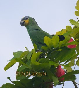 Orange-winged Parrot