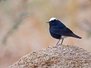 white crowned wheatear