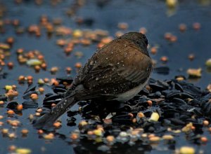 Raindrops keep falling on...