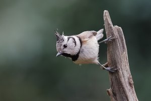 crested tit 8727