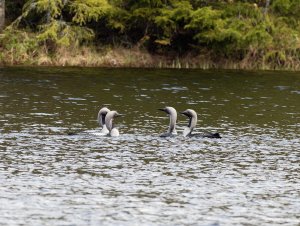 Black-throated divers