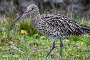 COMMON CURLEW - Numenius arquata