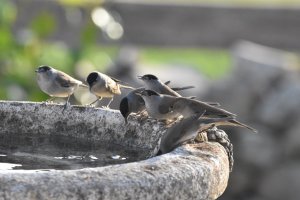 Blackcaps