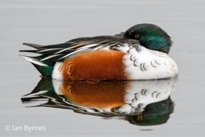 NORTHERN SHOVELER - Spatula clypeata