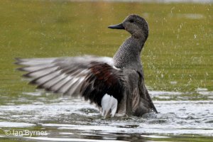 GADWALL male - Mareca strepera