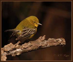 Pine Warbler