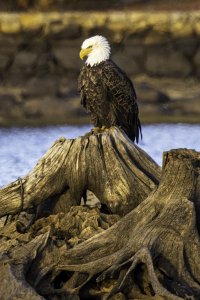 Bald Eagle posing