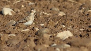 skylark